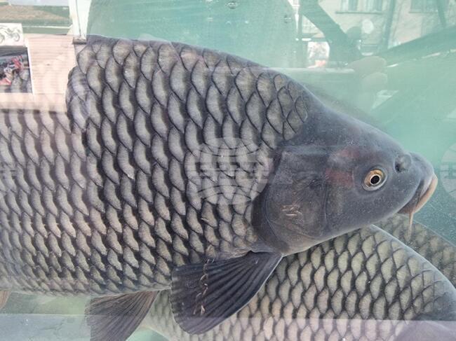 Цената на жив шаран в Дупница, дни преди Никулден, е 11,70 лв. за килограм