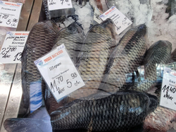 Дупница - Никулден - риба