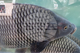 Дупница - Никулден - риба