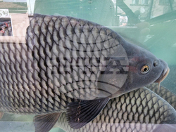 Дупница - Никулден - риба