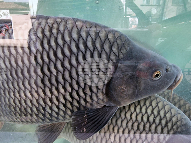 Дупница - Никулден - риба