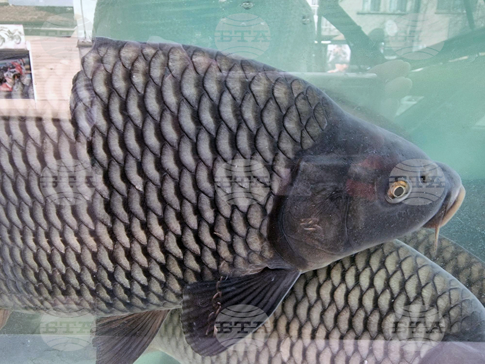 Дупница - Никулден - риба