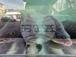 Дупница - Никулден - риба