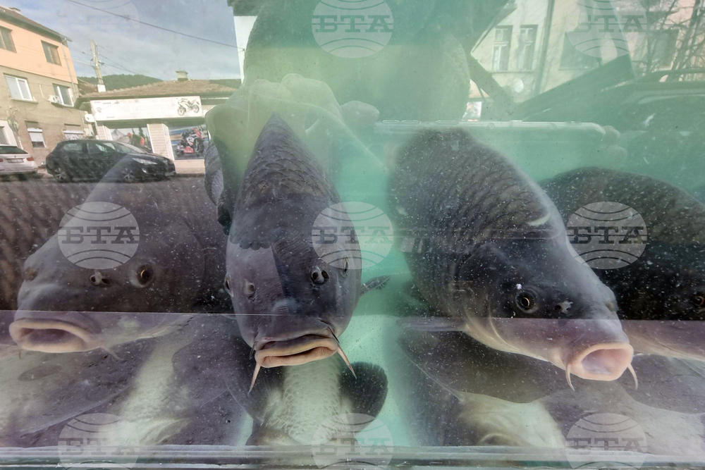 Дупница - Никулден - риба