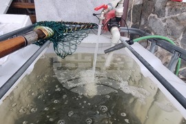 Перник - продажба на риба - проверки