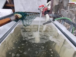 Перник - продажба на риба - проверки