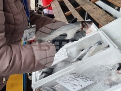 Перник - продажба на риба - проверки