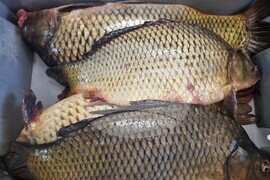 Варна - Никулден - пазар - риба