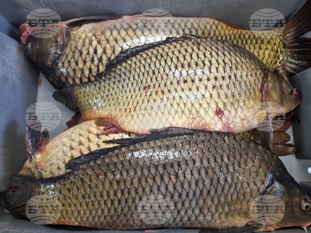 Варна - Никулден - пазар - риба