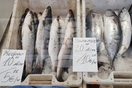 Варна - Никулден - пазар - риба