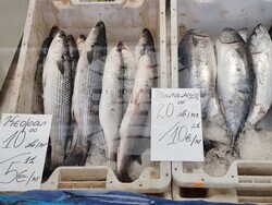 Варна - Никулден - пазар - риба