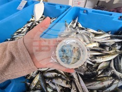 Каварна - Никулден - риба