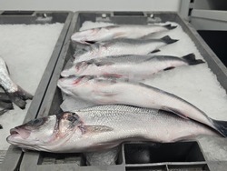 Каварна - Никулден - риба