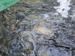 Каварна - Никулден - риба