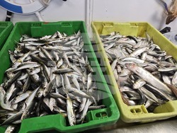 Каварна - Никулден - риба