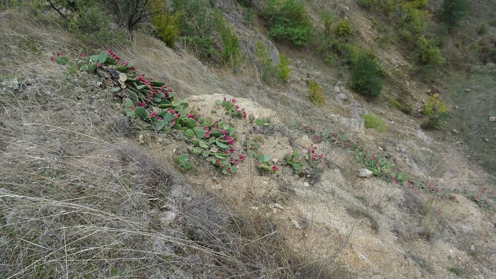 Над 18 тона инвазивни кактуси са премахнати от защитени местности и зони край Харманли