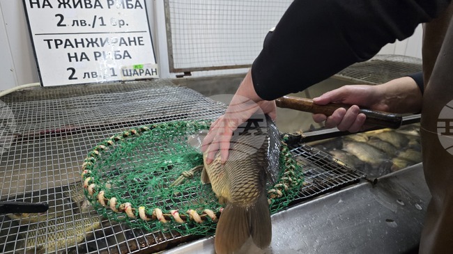 В Ловеч се търси сладководна риба, по-малко морска, а около Никулден - шаран, според търговци