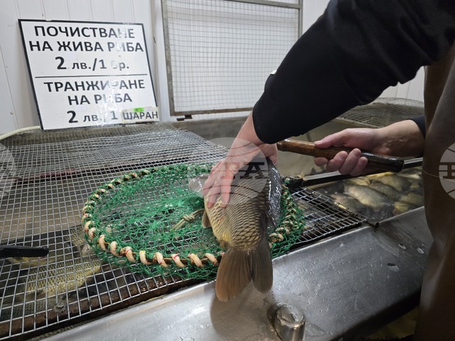 В Ловеч се търси сладководна риба, по-малко морска, а около Никулден - шаран, според търговци