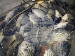 Ловеч - Никулден - риба