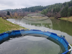 Кюстендил - риба - Никулден