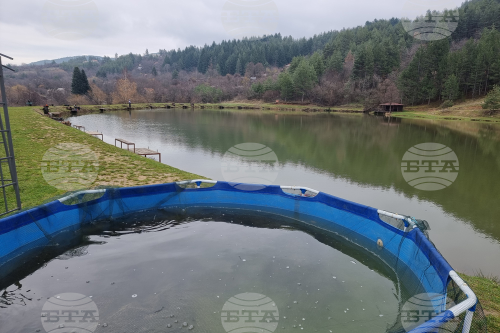 Кюстендил - риба - Никулден