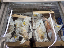 Самоков - риба - цени