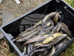 Самоков - риба - цени