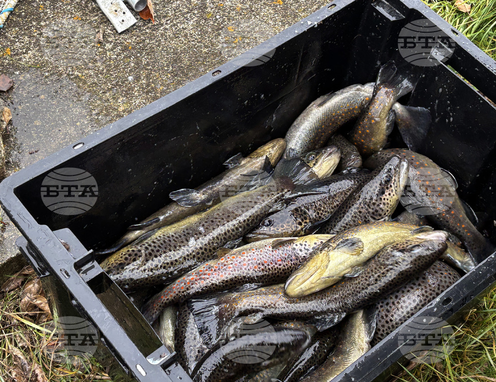 Самоков - риба - цени