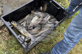 Самоков - риба - цени