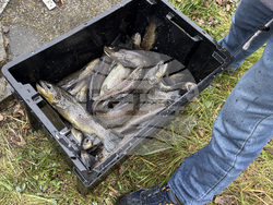 Самоков - риба - цени