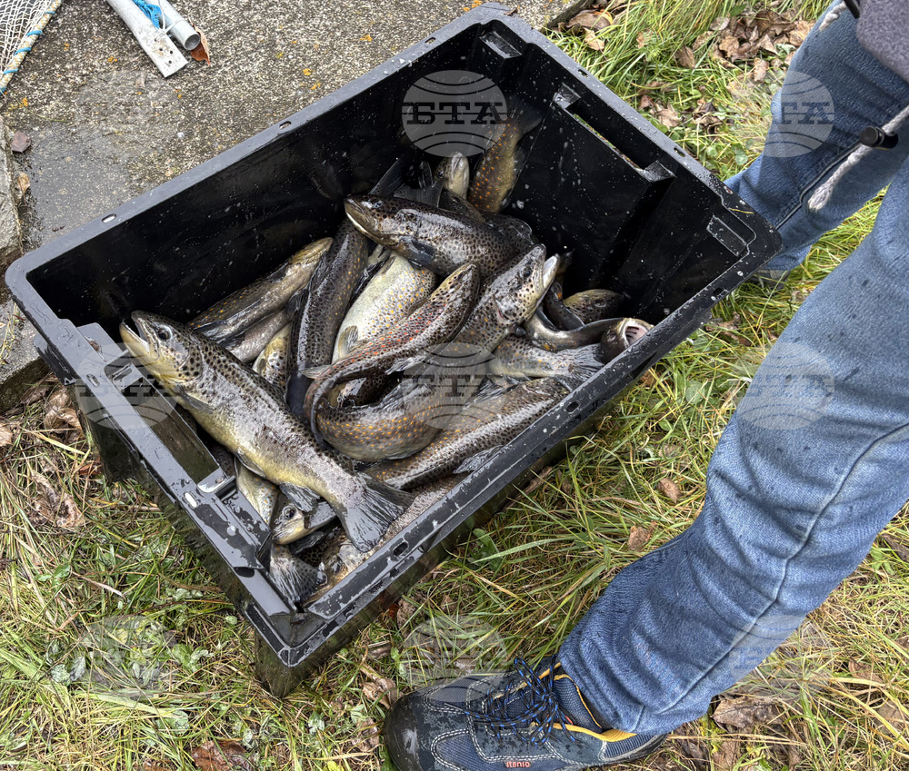 Самоков - риба - цени