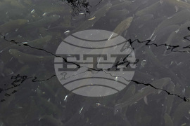 Самоков - риба - цени