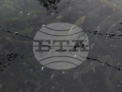 Самоков - риба - цени