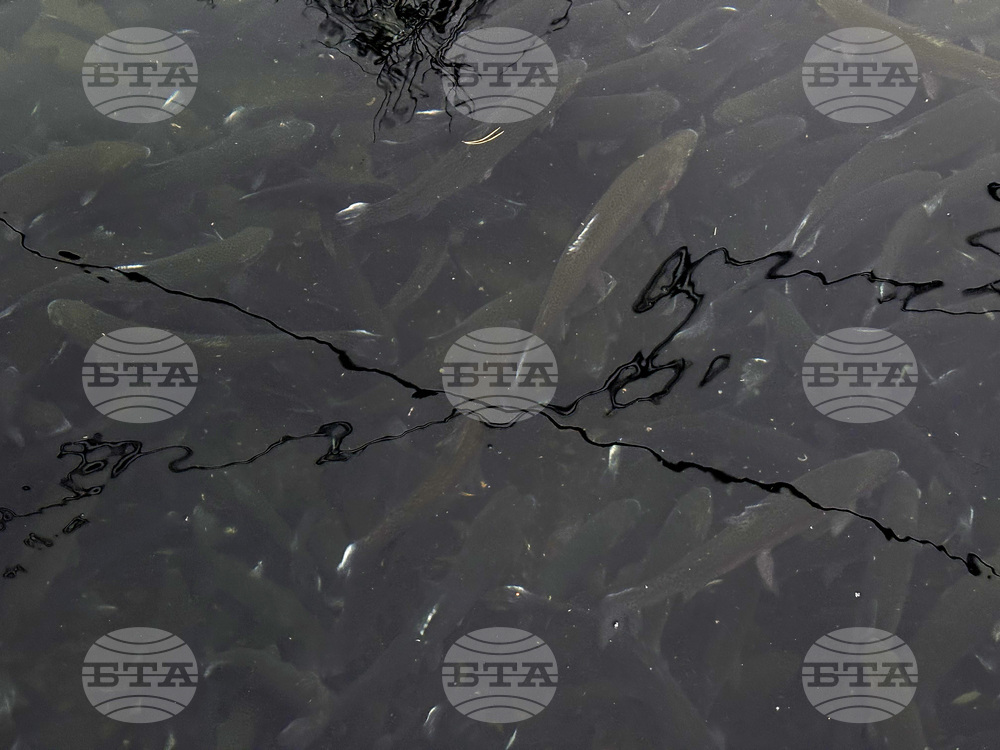 Самоков - риба - цени