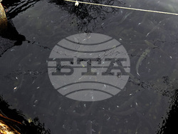 Самоков - риба - цени