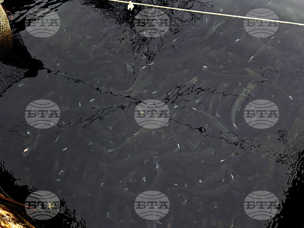 Самоков - риба - цени