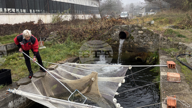 Цената на шарана в Самоков преди Никулден е около 10 лева за килограм, сочи репортерска проверка 