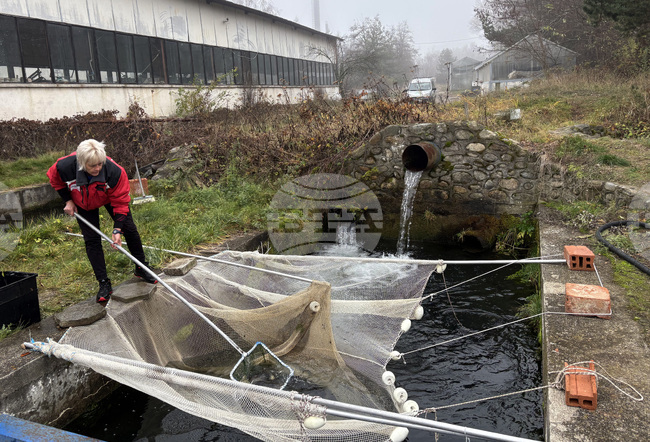 Самоков - риба - цени