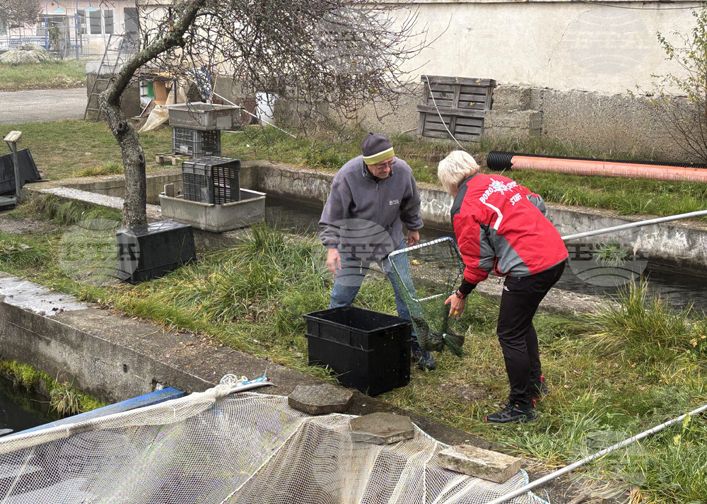 Самоков - риба - цени