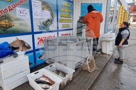 Шумен - риба - цени