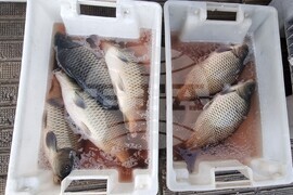 Шумен - риба - цени