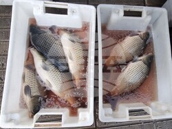 Шумен - риба - цени