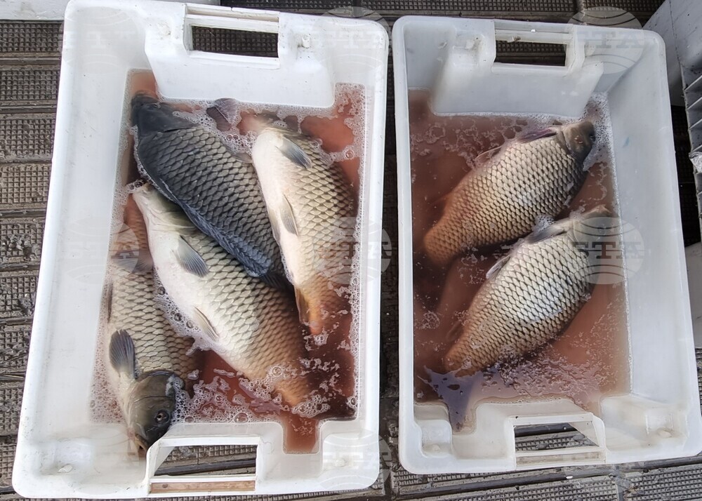 Шумен - риба - цени