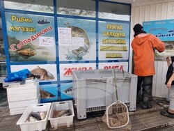 Шумен - риба - цени