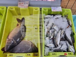 Шумен - риба - цени