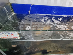 Шумен - риба - цени