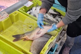 Шумен - риба - цени