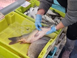 Шумен - риба - цени