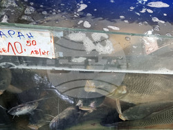 Шумен - риба - цени