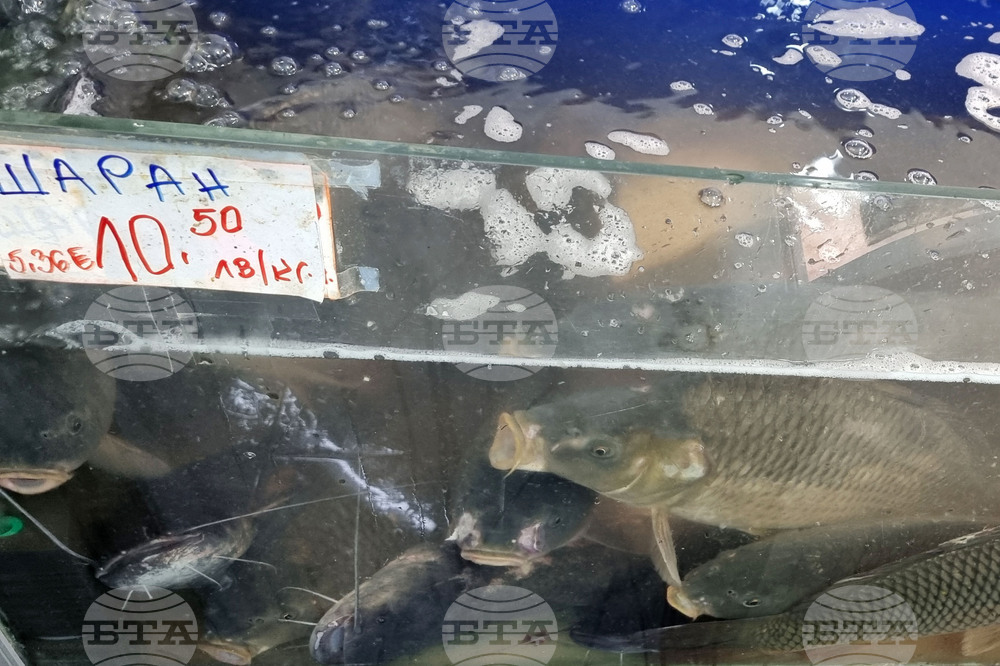 Шумен - риба - цени